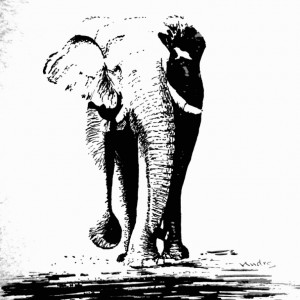 Elephant    
