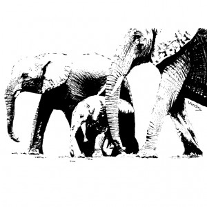 Elephants    