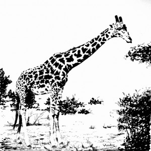 Giraffe              