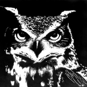 Owl    