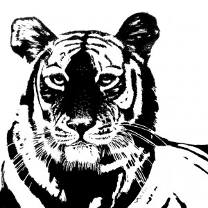 Tiger head2              
