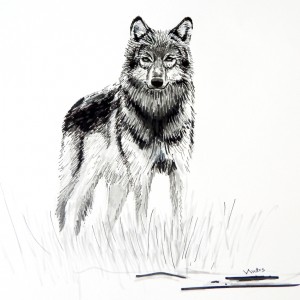 Wolf             